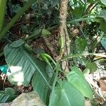 Philodendron hederaceum Blatt