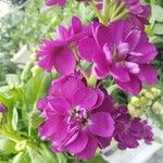 Matthiola incana Blomst