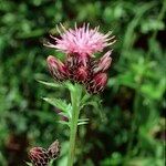 Serratula tinctoria autre