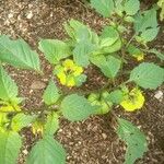 Physalis philadelphica Leaf