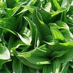 Veratrum nigrum Leaf