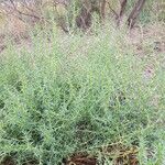 Salsola soda Hoja