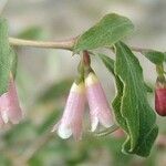 Symphoricarpos rotundifolius Flor