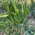 Chamaedaphne calyculata Blatt