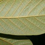 Pouteria viridis Liść