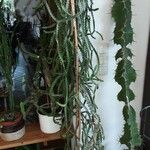 Euphorbia evansii 树皮