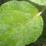 Croton argenteus Leaf