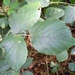 Rubus foliosus Blatt