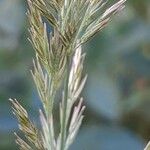 Calamagrostis arundinacea പുഷ്പം