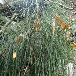 Psilotum nudum List