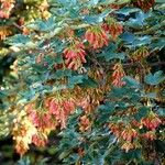 Acer tataricum অন্যান্য