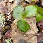 Coptis trifolia Liść