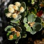 Codia albifrons Flower