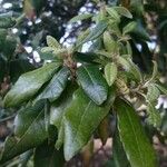 Quercus fusiformis Leaf