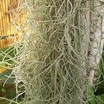 Tillandsia usneoides Habit