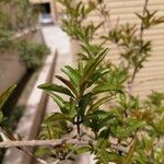 Punica granatum Leaf