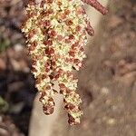 Betula chinensis Gyümölcs