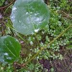 Populus tremuloides Feuille