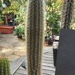 Cleistocactus variispinus Habitus