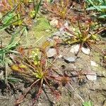 Drosera intermedia Lapas