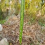 Hordeum spontaneum Blomma