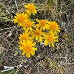 Senecio integerrimus Flower