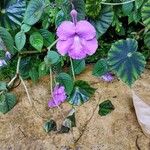Achimenes grandiflora Λουλούδι