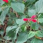 Salvia splendens ᱥᱟᱠᱟᱢ