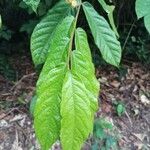 Dichapetalum lujae Hoja