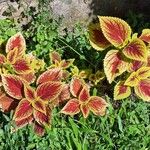 Coleus spp.Hostoa