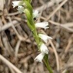 Spiranthes aestivalis Flower