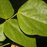 Desmodium purpusii Blatt