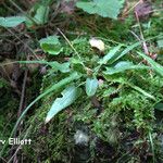 Asplenium rhizophyllum Hábitos