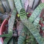 Gasteria obliqua Leaf