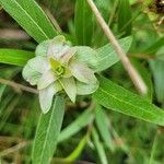 Inula salicina Likasa