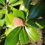 Magnolia virginiana Blüte