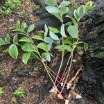 Polygonatum biflorum 叶