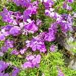 Phlox diffusa Flower