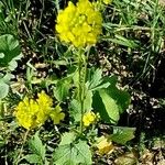 Sisymbrium loeselii Costuma