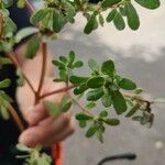 Portulaca trituberculata Blad