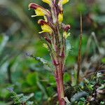 Pedicularis flammea Flower