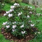 Rhododendron adenogynum Habit