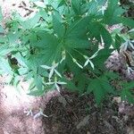 Oclemena acuminata Cvet