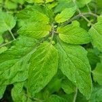 Solanum lycopersicum Leaf