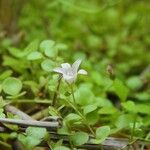 Lysimachia tenella Habitus