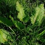 Rumex acetosa عادت داشتن