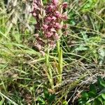 Anacamptis fragrans Vivejo