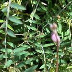 Vicia disperma 叶