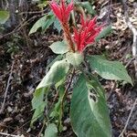 Aphelandra scabra Blomst