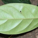 Bertiera iturensis Leaf